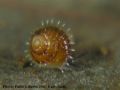 Acanthinula aculeata